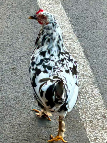 Send your best photos from Maui County to mauiphotos@mauinews.com for a chance to see them featured on our website and in our weekly print edition.